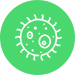 Bacteria